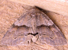 Gray-banded Zale